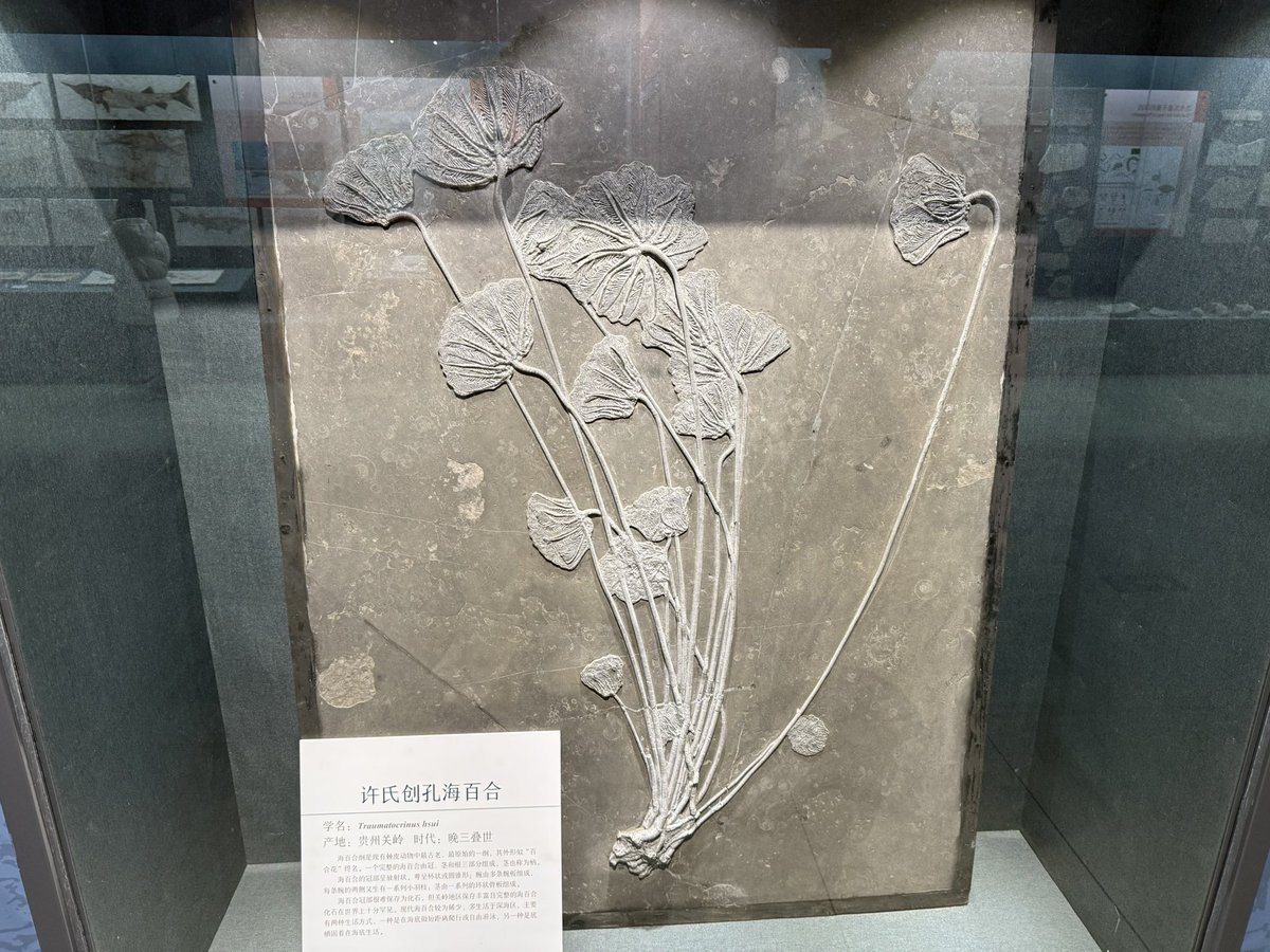 灵灵灵狐狸 tweet media