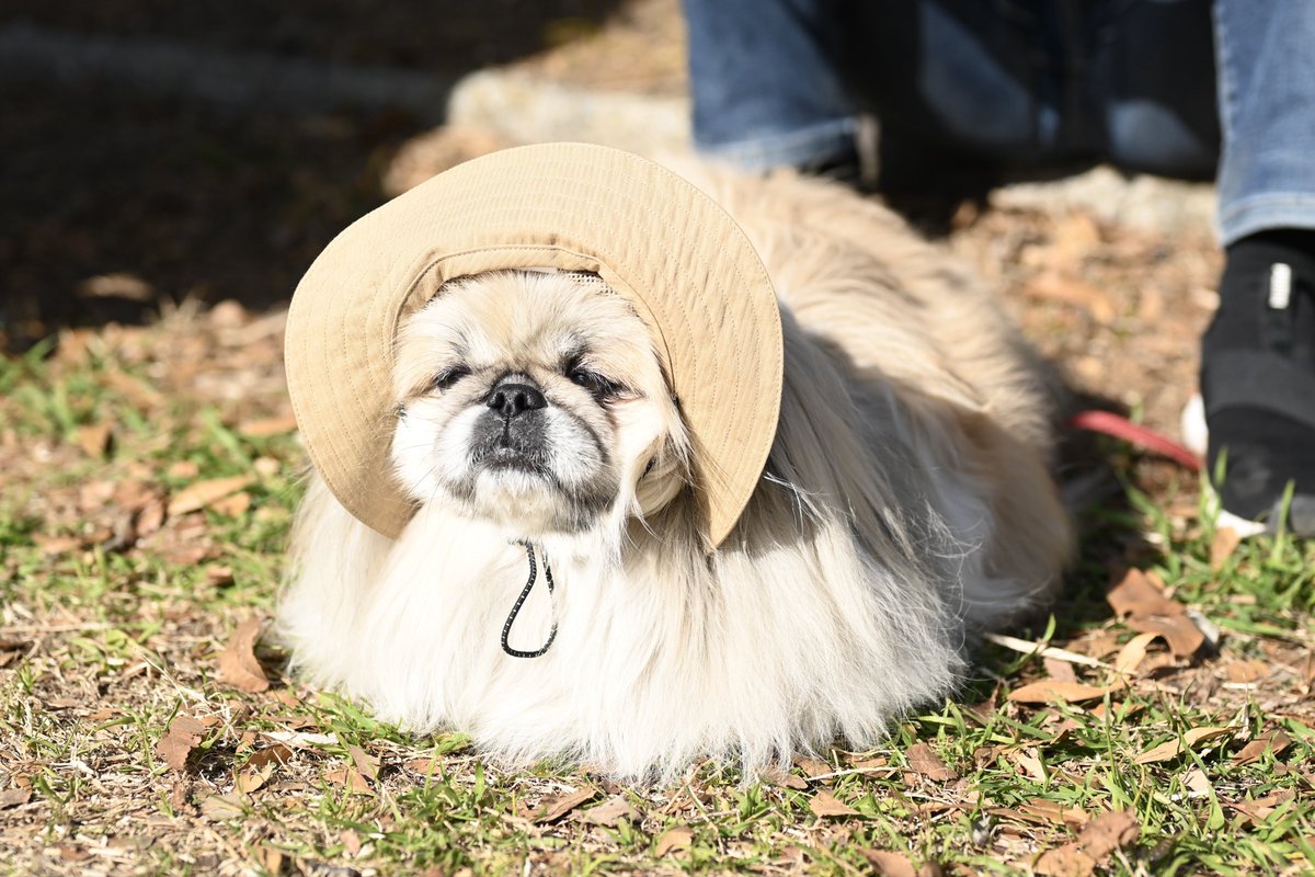 【ペキニーズ】【5点まとめ】 これは公園で遊ぶ孫を見守るおばあちゃんのような犬