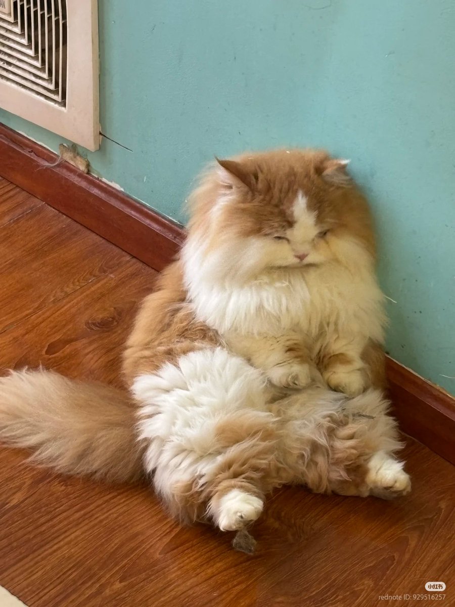 nocontextscats's tweet image. 😪