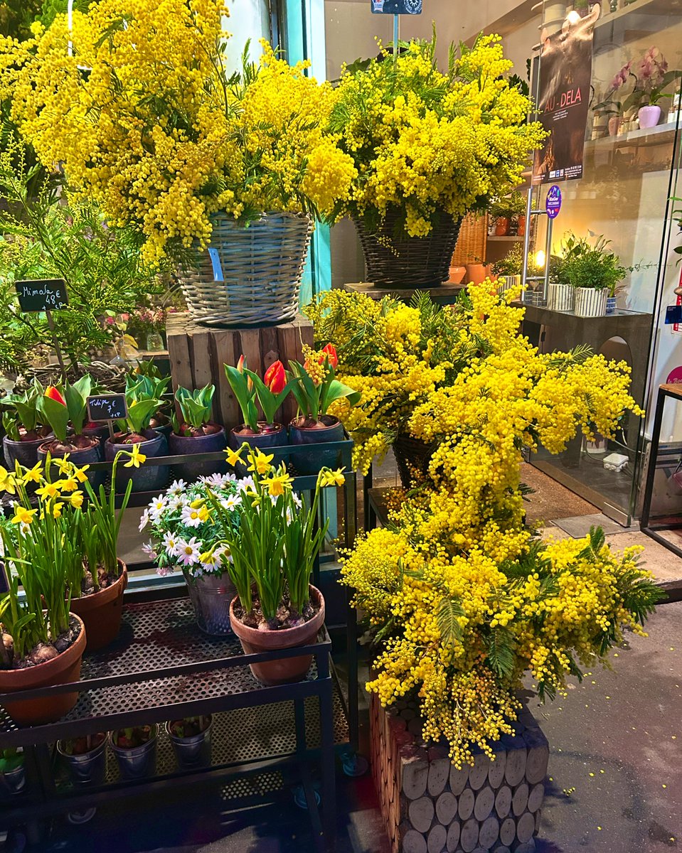 _omori_miki's tweet image. 1月もあっという間に3分の2が過ぎて、パリの花屋さんに少しずつミモザの花が並び始めました。

少しずつ春が近づいている気がします。