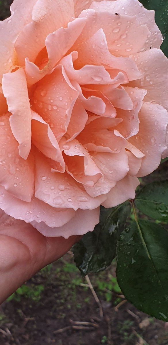 curvy_40s82's tweet image. So happy I have not killed the roses in our garden 🌹 they are blooming!!! #pinkroses #roses #letsbloom