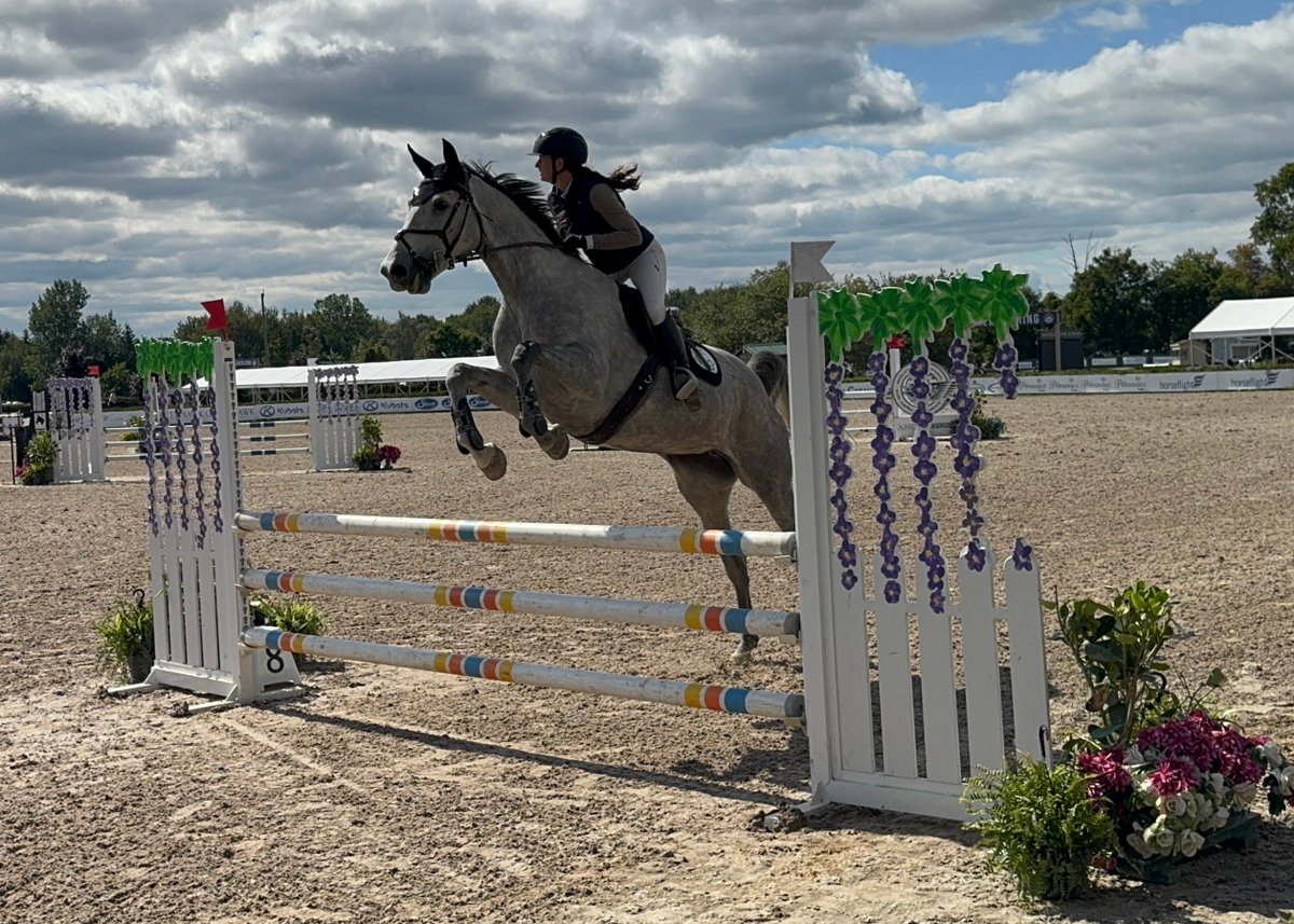 Lovely Grey Wesphalian Mare. Her Sire is Bubamara out of Clinton ll, an excellent jumper line exhibiting amazing rideability and scope. Bianca excels in jumpers, hunters and equitation. She is amateur friendly. There is no need to lounge her first before… dlvr.it/TQWSb0