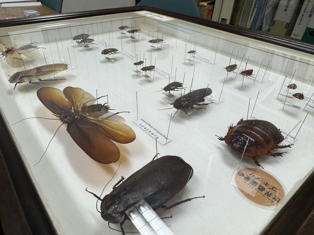 ゴキ展見どころ②世界のゴキブリ標本展示】 昨年まで小規模で展示し