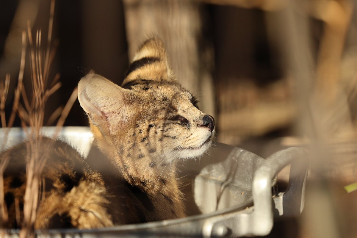 サーバルキャット 毛皮 サーバルキャット 毛皮 サーバル | 動物図鑑