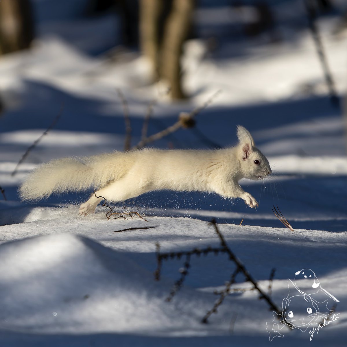 2025.1.15〜19 in 北海道 #北海道3大かわいい動物