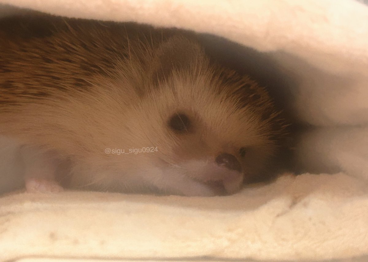 ハリネズミをのぞく時、
ハリネズミもまたこちらを
のぞいているのだ

#ハリネズミ