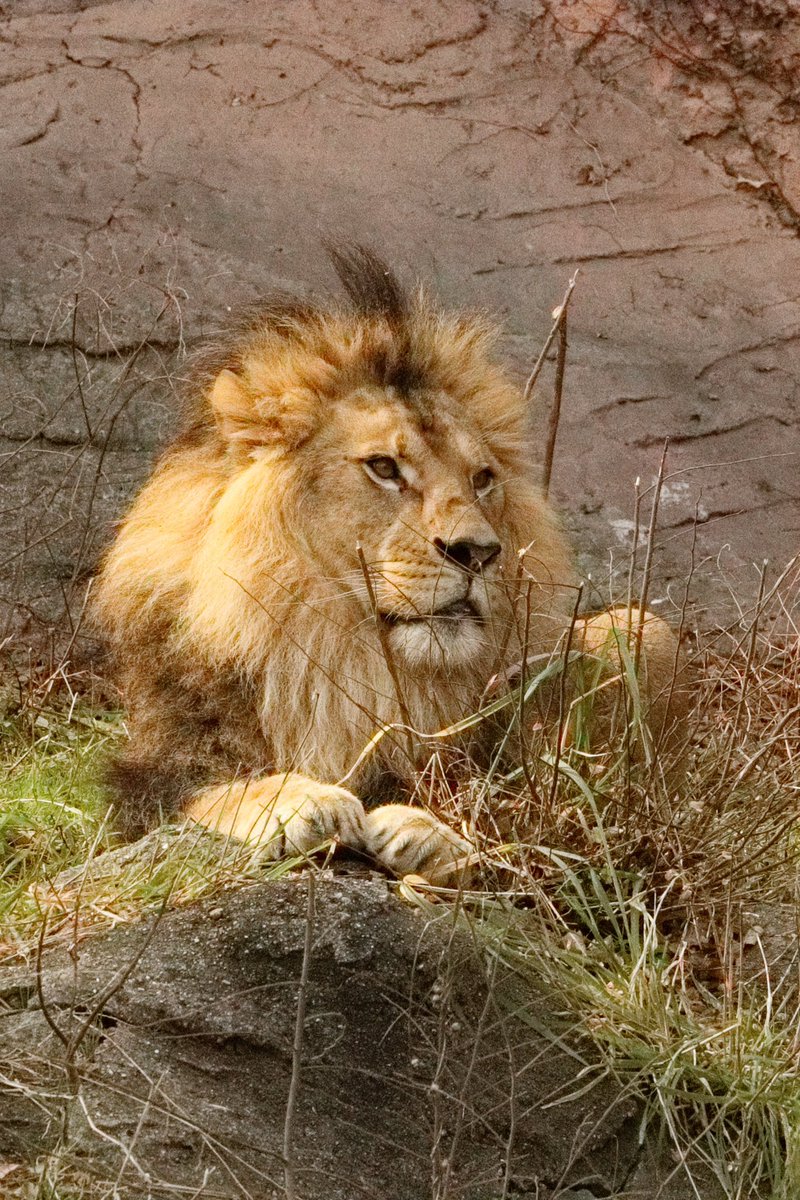 今日のちょんまげは高さがあったわね〜🤭 #東山動植物園 #ライオン