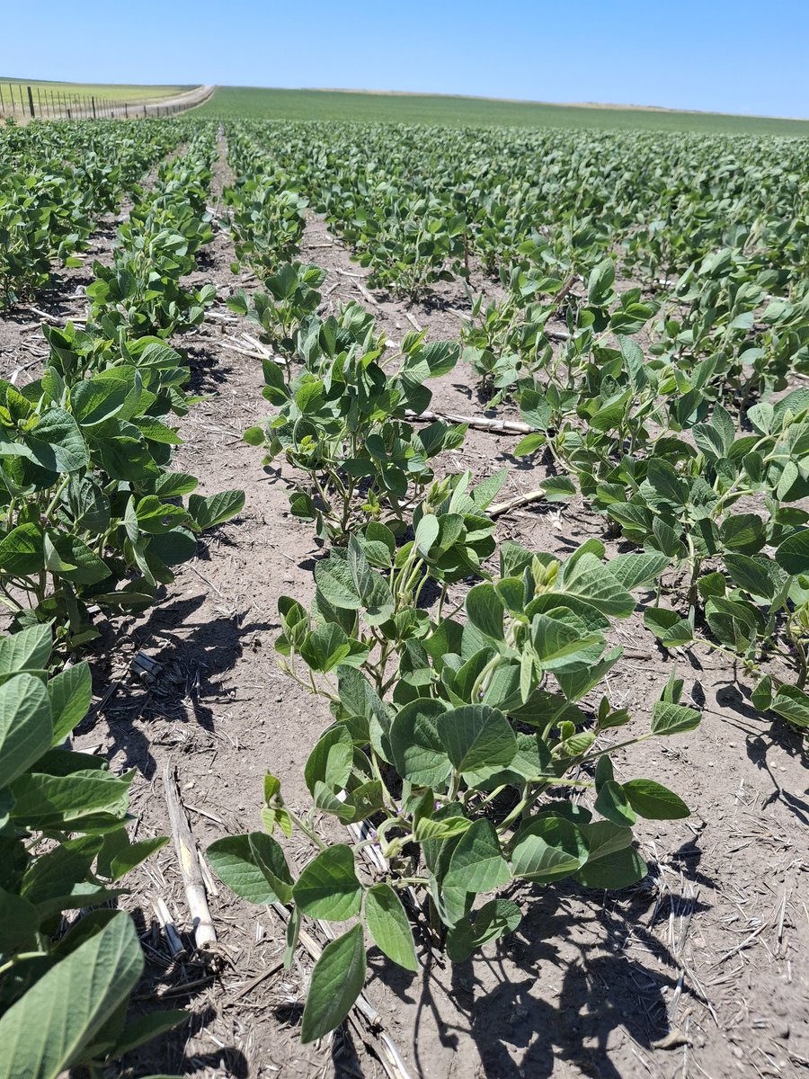 Matias Fik tweet media