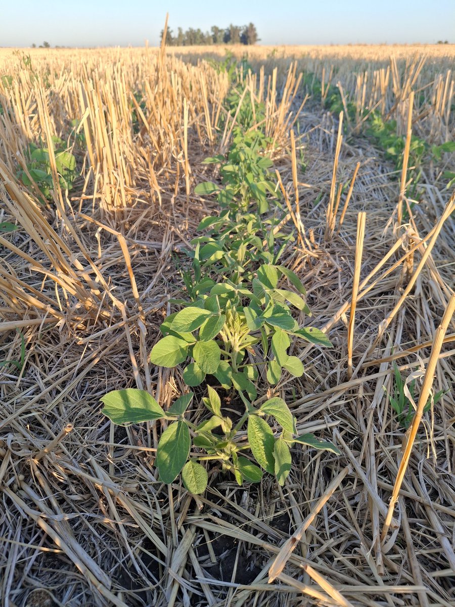 Matias Fik tweet media