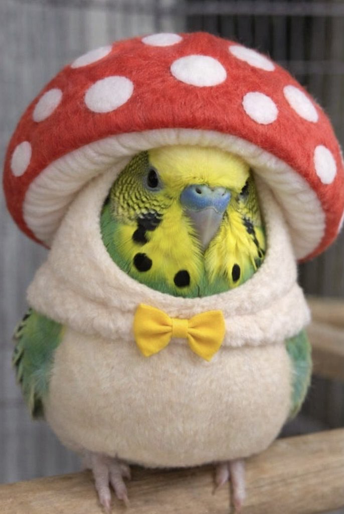 這是AI鳥菇🍄皮蛋
#きのこインコ