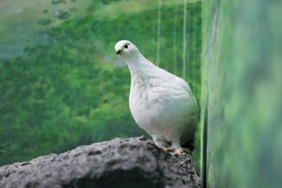 見張りライチョウ

#いしかわ動物園