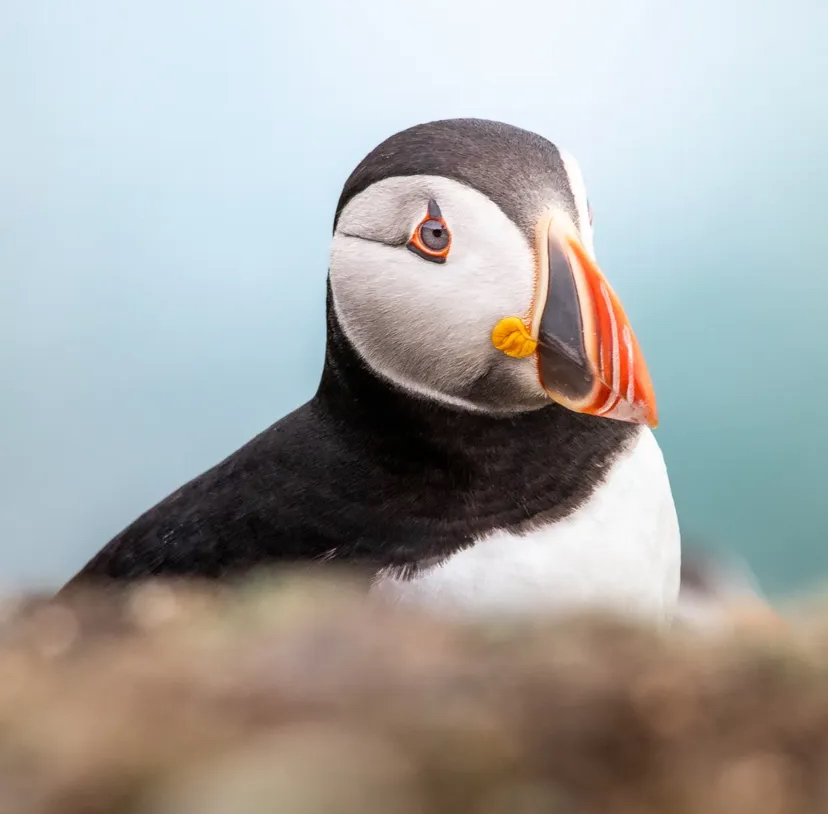 The Skellig Experience Visitor Centre tweet media