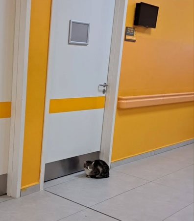 Burası hastane, barınak değil. <a href="/saglikbakanligi/">T.C. Sağlık Bakanlığı</a> <a href="/sagliklicozum/">T.C. Sağlık Bakanlığı Sağlıklı Çözüm</a> <a href="/ISPARTAVALILIK/">T.C. ISPARTA VALİLİĞİ</a>