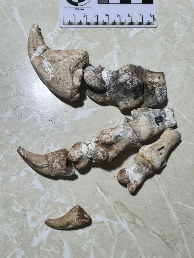 NHMdinolab tweet media