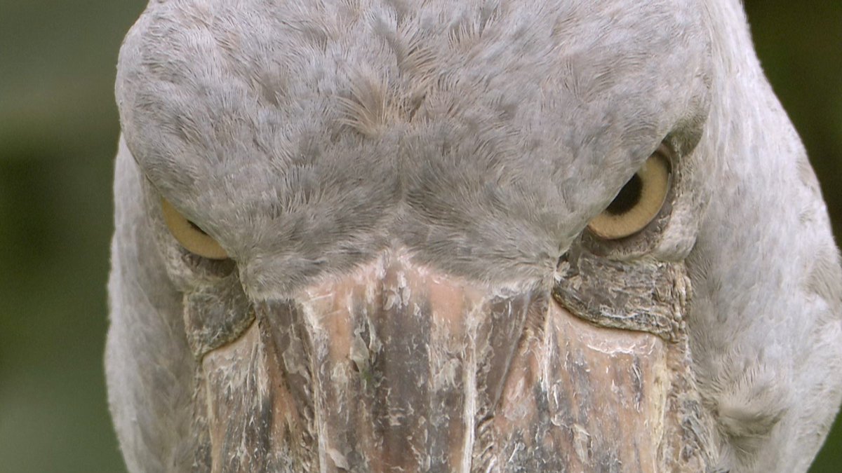 先取りご紹介記事 第2弾です！／ 👇【動く？動かない？ハシビロコウの