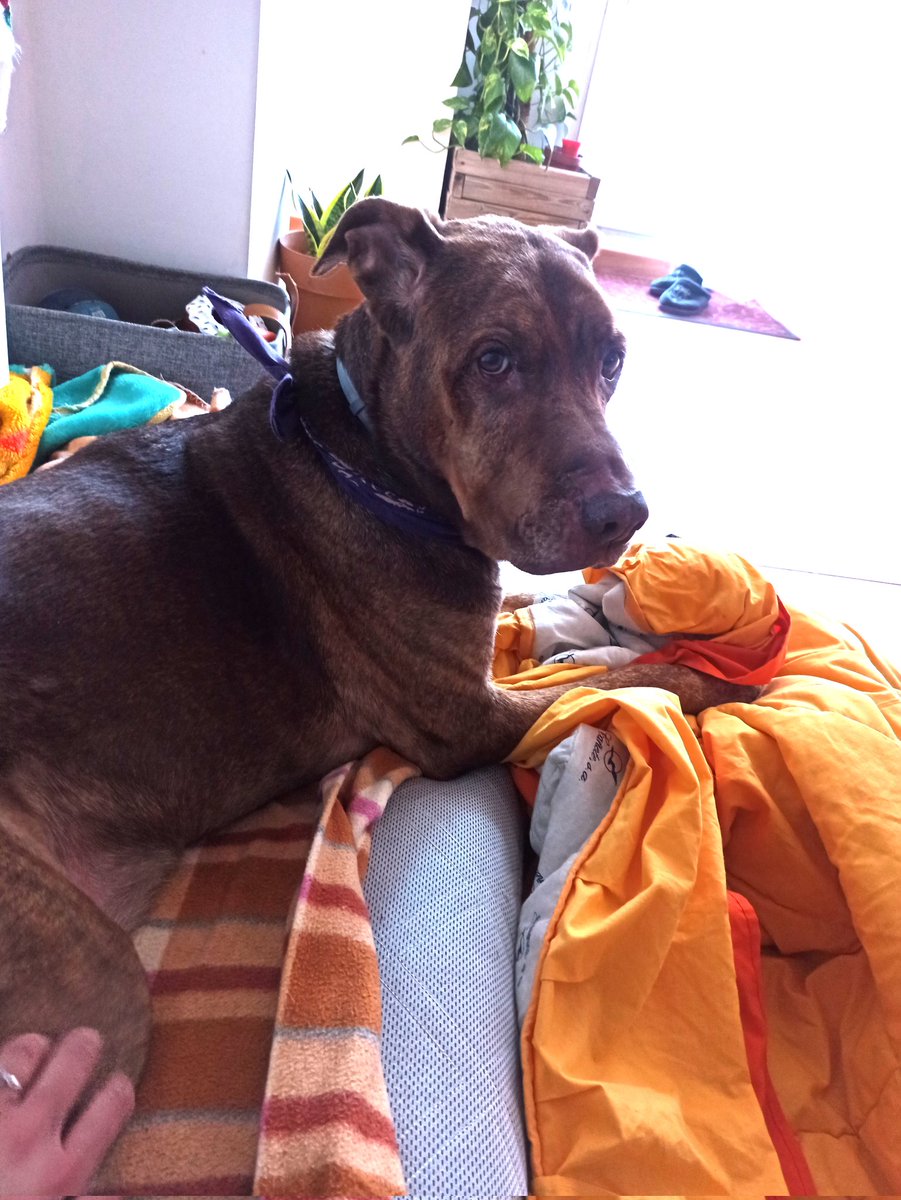 Este animal es lo mejor de mi vida.