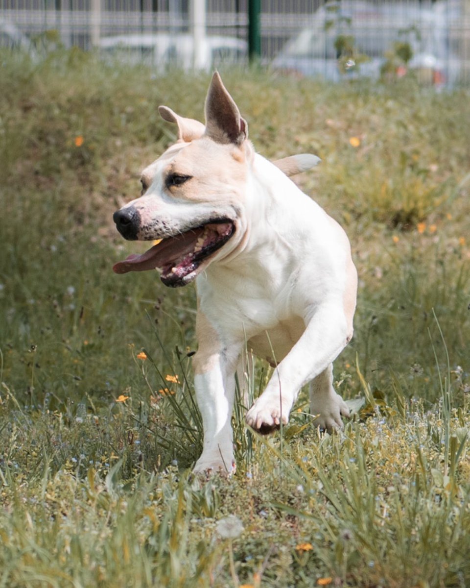 SPA de Lyon tweet media