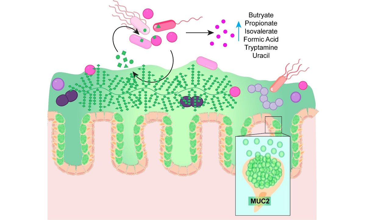 Microbiome Research Reports tweet media