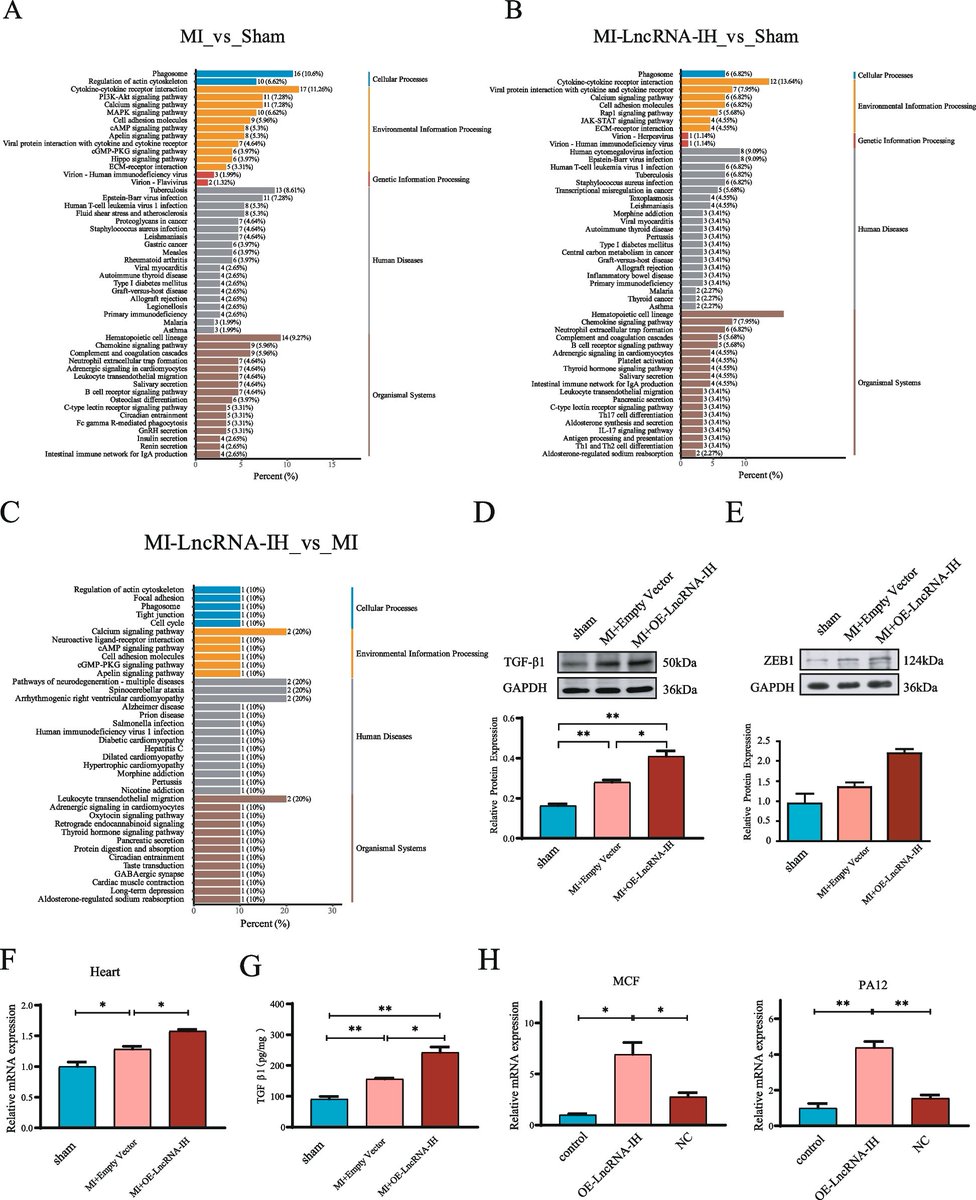 Cell Regen Research | LncRNA-IH drives cardiac fibrosis after myocardial infarction!🫀
Overexpression worsens remodeling &amp; activates TGF-β1/ZEB1 in fibroblasts. #CardiacFibrosis #HeartFailure
🔗 Full paper at: doi.org/10.1186/s13619…