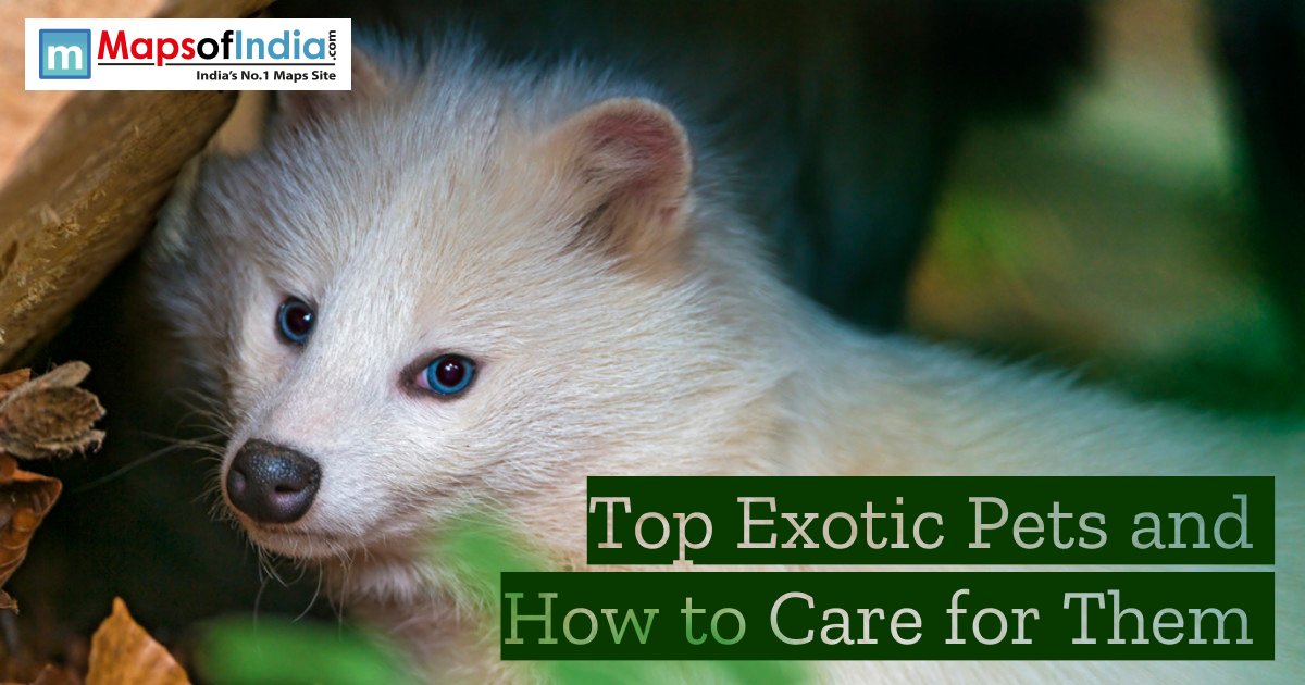 MapsofIndia's tweet image. Looking for a pet that stands out? 🐾 Explore the top exotic pets and learn simple care tips to keep them healthy and happy.

mapsofindia.com/my-india/india…

#ExoticPets #PetCareGuide #UniquePets #AnimalLovers #PetBlog #PetLifestyle #WildlifeCare #RareAnimals