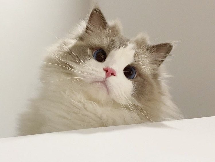 Help repost? Maaci🧀❤️

✈️ ⑅ ◎ haloouu . . aku bawain 6 Catalog edit PL ๑ 👩‍✈️ bisa untuk smua spess, bisa recol &amp; bisa resize juga 𓏲🐰⛅️ bisa bundle qr deco dll  . . ♡ 👩‍✈️ 

♥︎ price? cek alt! timaaci! ⑅⠀

#zonauang