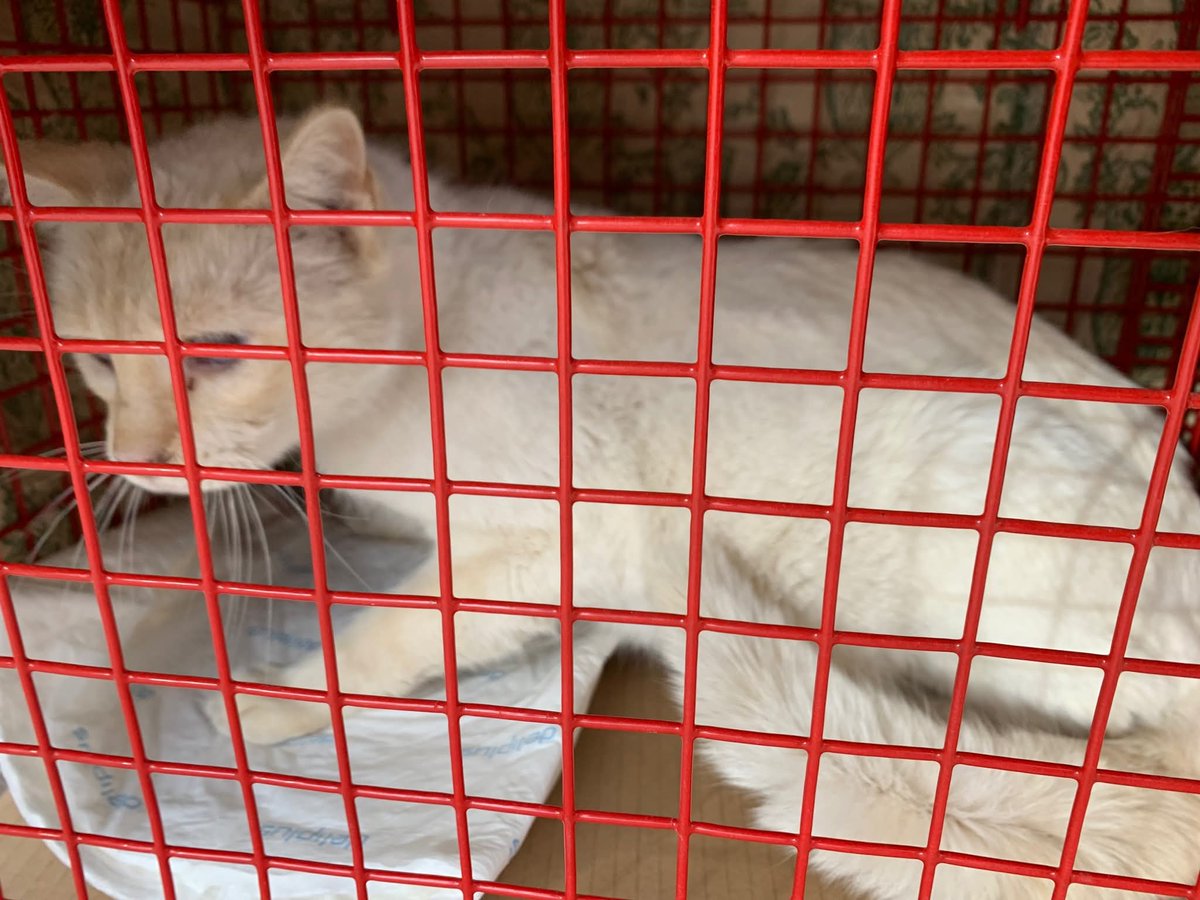 Sam
Ha dado positivo a diabetes
Necesita ser pinchado con insulina a diario
Es un gato que aproximadamente tendrá 5 años
Buscamos un hogar especial
Se proveerá la medicación y comida Diabetic
Ayudemos a compartir para encontrar esa familia que lo pueda ayudar
 639467048
Alicante