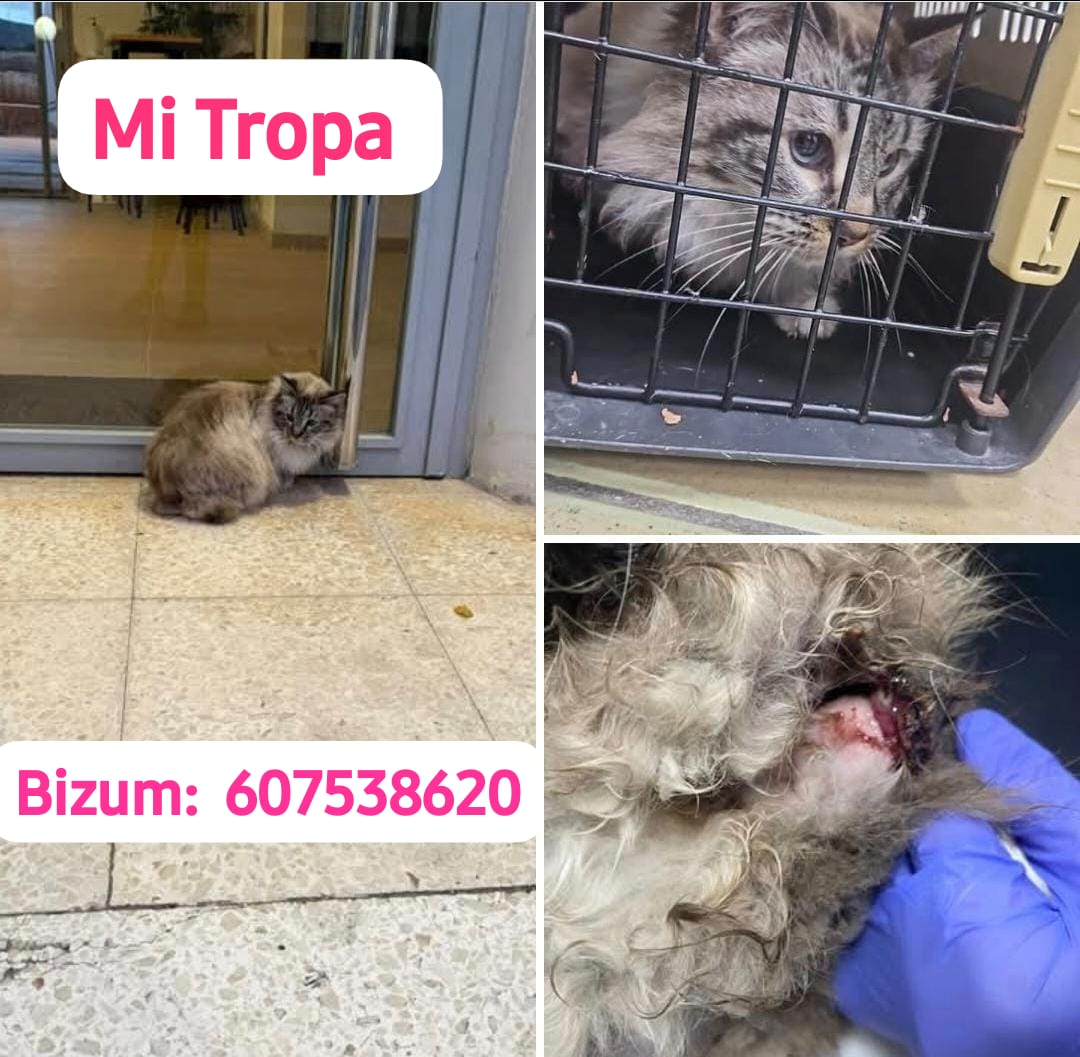 Actualizo: 22 Enero  
Tenía su cola arrancada de algún atropello pero le quedaba un trozo de hueso de la cola y se ha operado.
 Se ha castrado, vacunado desparasitado y hecho test.
La factura ha subido a 298€ 
 
 *FALTA: 95

.(Solo wasap) 655832744

Bizum:  607538620 Tati