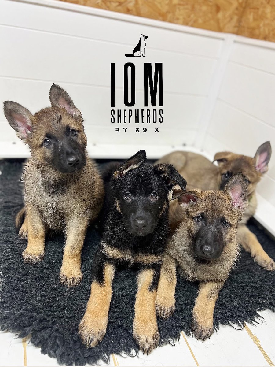 IOM Shepherds tweet media