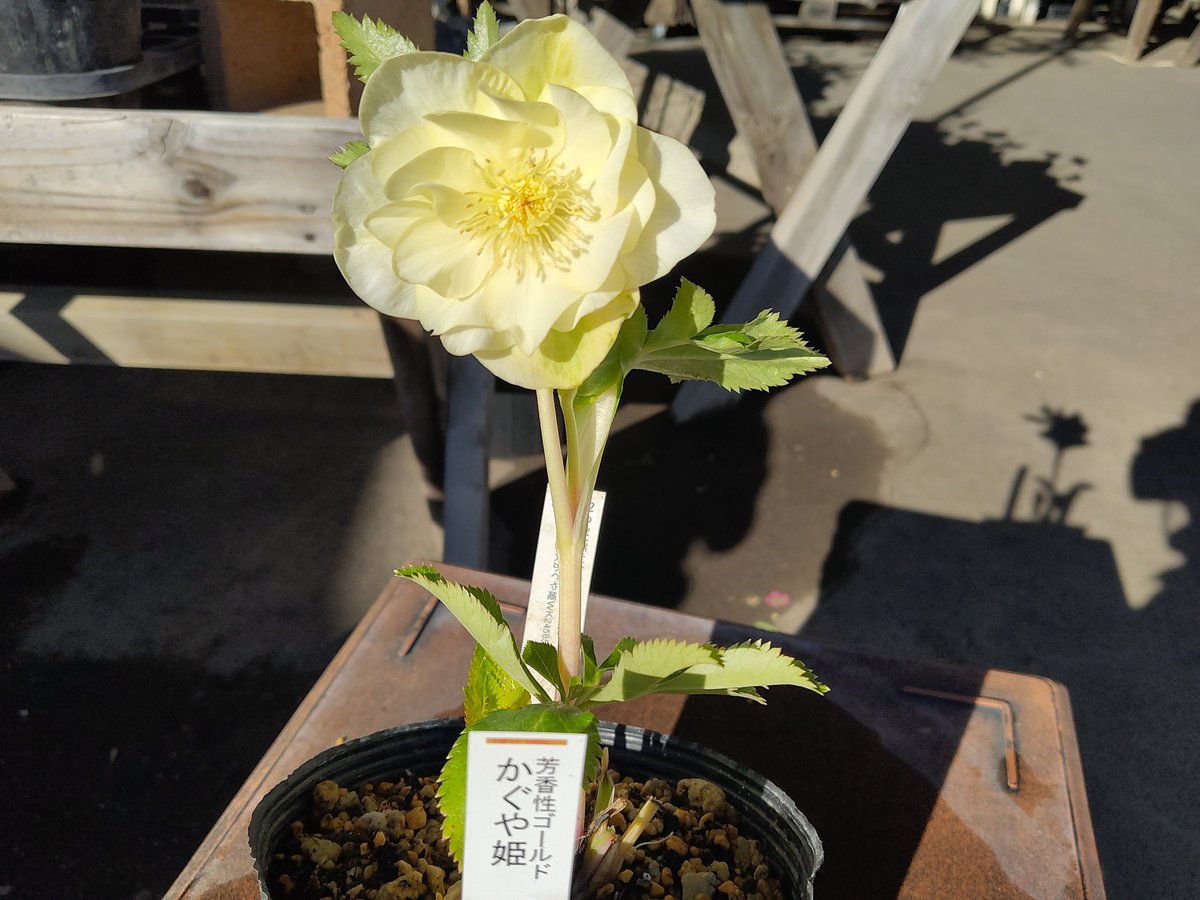 ガーデンセンター千代田店 】 ☆クリスマスローズ入荷情報☆ 加藤農園