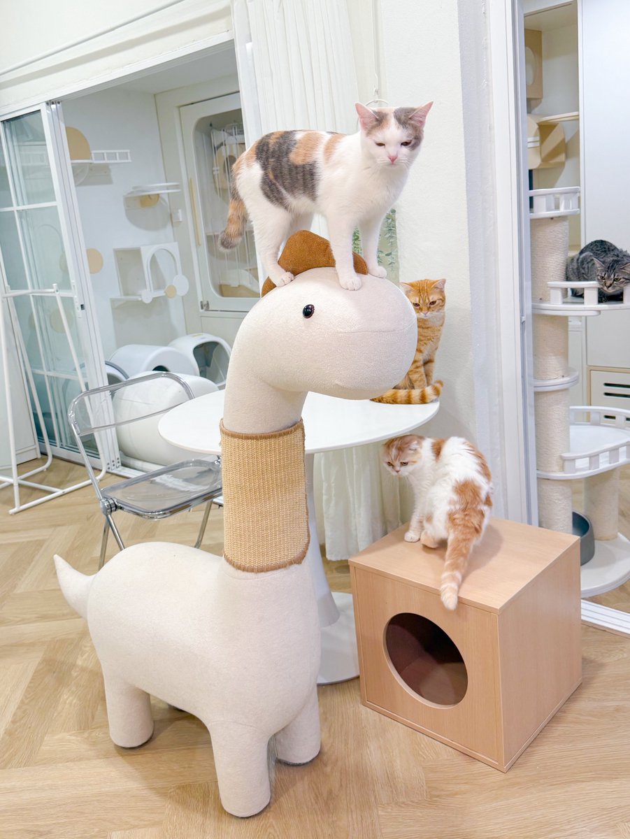 _DNVP2_'s tweet image. ขี่ไดโนเสาร์วีนยายเพิ่มดาเมจ300%