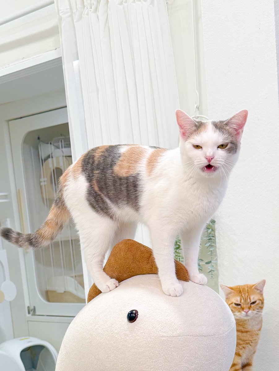 _DNVP2_'s tweet image. ขี่ไดโนเสาร์วีนยายเพิ่มดาเมจ300%