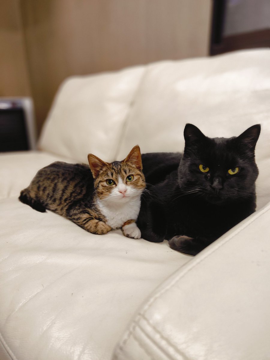 mimydal's tweet photo. だから私は犬派なんだって。
かわいくなんて、ないからね♥

#野良猫
#保護猫 
#猫 
#かわいい 
#cat https://t.co/S7vIUVu2Wg