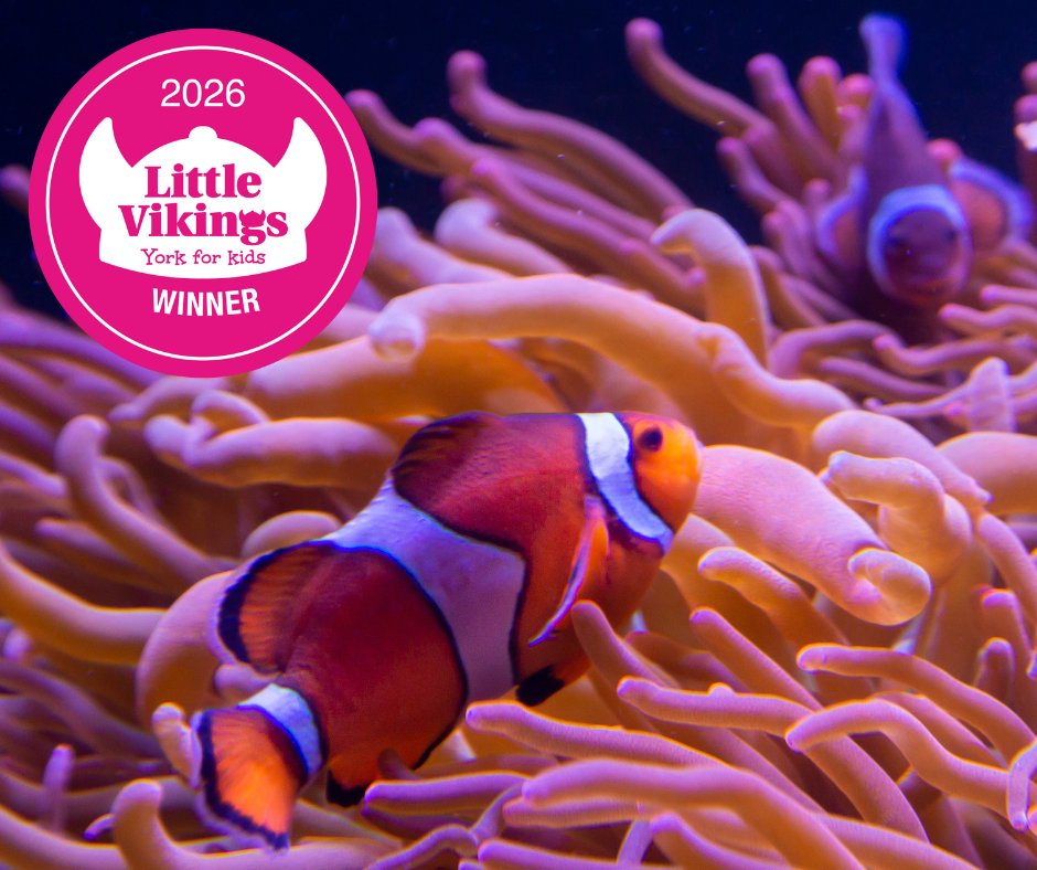 Bright Eyes tweet media