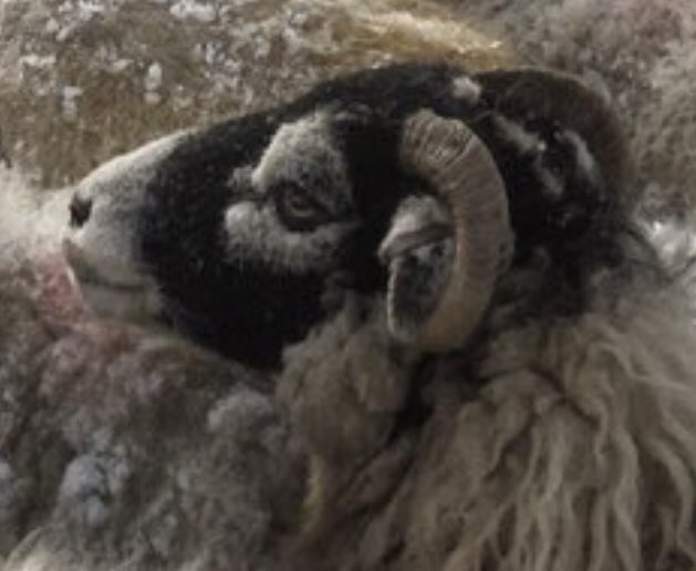 purperzwaan's tweet photo. Togetherness …
In a hive mind or under
an unseen Shepherd
each of them
an individual
with own
d r e a m s
2
#worldsoul
💭Is it Soul of Earth (Nature) that infuses cosmos
&/or cosmos that infuses world Soul
2
🔃
🙏 https://t.co/Mn8sJxf03U
