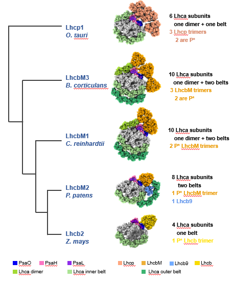 Cryo-EM structural analyses of chlorophyll b-enriched PSI-LHC and PSII-LHC supercomplexes of the siphonous green Bryopsis corticulans #research #PlantCommunications cell.com/plant-communic…