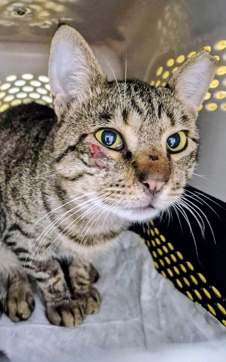 GARanimalrescue's tweet image. Thirty cats. Thirty neuters. 💪🏻🐾

Thanks to your support, we’ve funded 30 cat surgeries in Thessaloniki, preventing suffering before it starts.
Adoptions help a few. Neutering helps thousands.

greekanimalrescue.com/help-and-donat…

#TNR #StrayCats #CatRescue #AnimalRescue #Greece