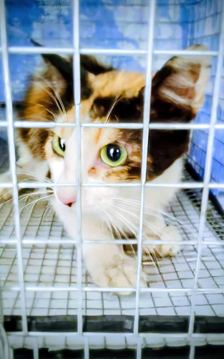 GARanimalrescue's tweet image. Thirty cats. Thirty neuters. 💪🏻🐾

Thanks to your support, we’ve funded 30 cat surgeries in Thessaloniki, preventing suffering before it starts.
Adoptions help a few. Neutering helps thousands.

greekanimalrescue.com/help-and-donat…

#TNR #StrayCats #CatRescue #AnimalRescue #Greece