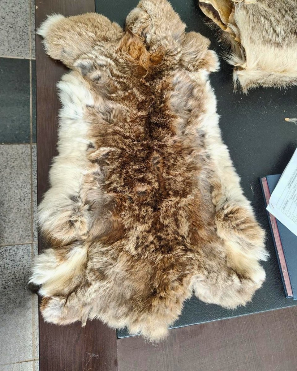 Kilis Öncüpınar Sınır Kapısı’nda Suriye’den Türkiye’ye giriş yapan bir şahsın valizinde yapılan kontrollerde 5 adet hayvan postu ele geçirildi.

Ele geçirilen postların 2’sinin kanguru, 2’sinin porsuk ve 1’inin yaban tavşanına ait olduğu belirlendi.

Şahsa, ilgili mevzuat