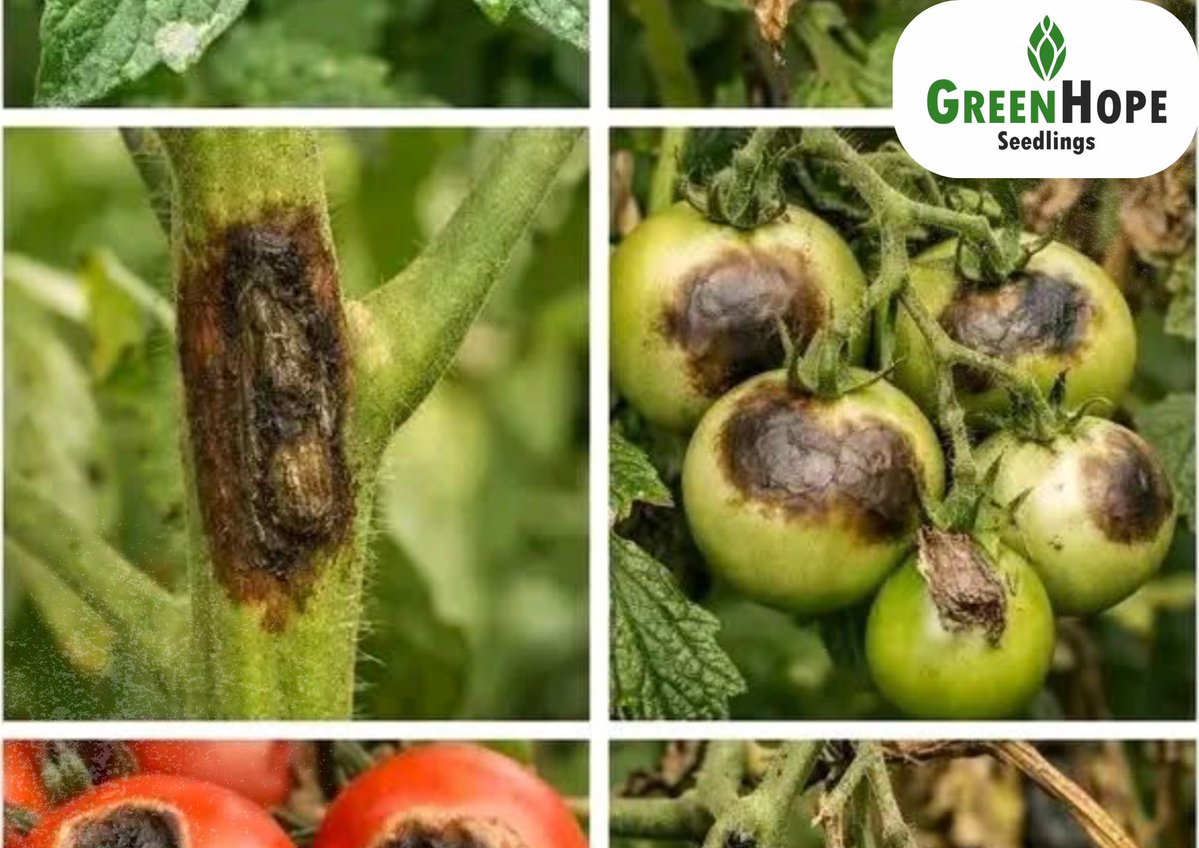 Fungal diseases: Use certified, disease-free seedlings from a trusted seedling nursery and buy chemicals from reputable companies. Also practise crop rotation, pruning, and destroy infected plants.

Greenhope Seedlings Nursery is a registered and reputable nursery.