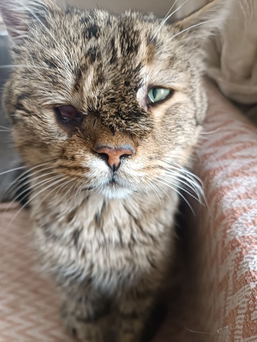 Bu yavrumun kronik rahatsızlığı var. Çok ağır rifcap isimli antibiyotik kullanıyor. Böbrek ve karaciğere yan etkisi olabiliyor. Son zamanlarda kusmaya başladı. Bu yüzden hemogram ve biyokimya yapılması gerekiyor o da 5 bin. 
250₺ destek olabilecek 20 gönüllü bulabilirsem tahlil