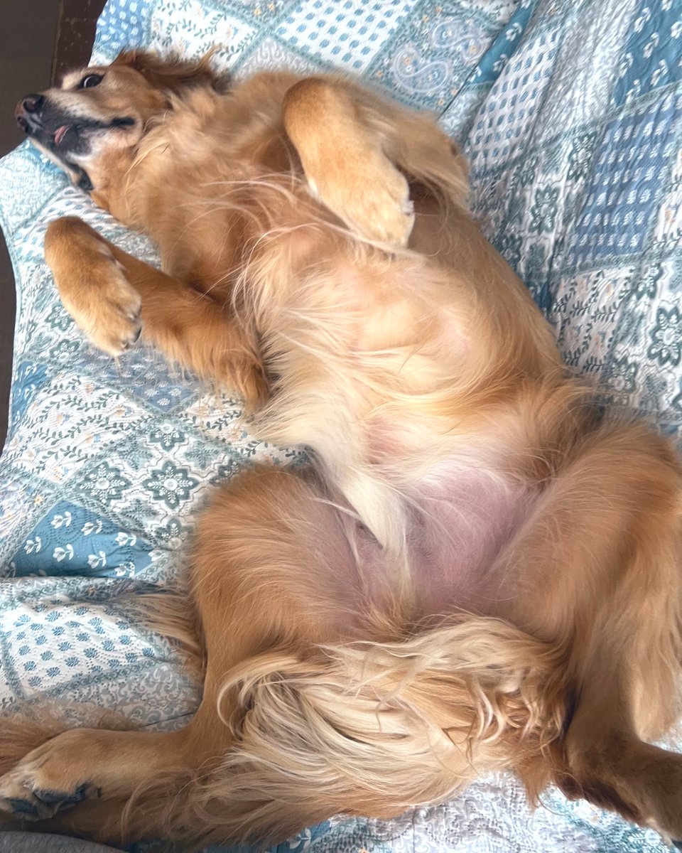 みんな当たり前にしてるへそ天✨
RONは年に一回見れるか見れないかなので‥
しっかり拝んでおきました🙏🙏🙏🥹