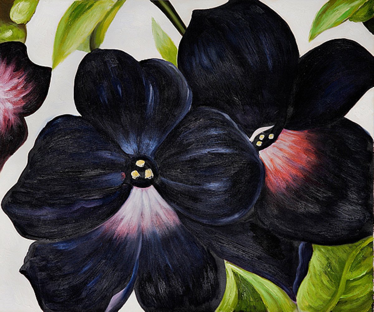 artistokeeffe's tweet photo. Black and Purple Petunias #artbots #okeeffe https://t.co/trj3s9m4NN