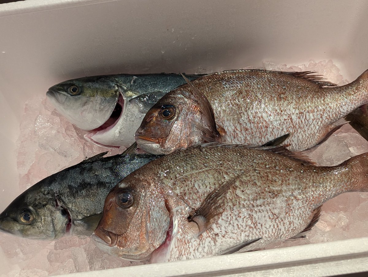 本日の釣果！真鯛、シマアジ、ハマチ！