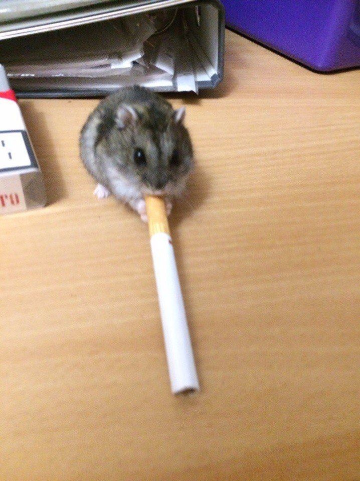 ellli_li_li's tweet image. дивіться, якщо у вас проблеми зі сном, чим раніше ви почнете їх фіксити, тим краще, бо потім буде така пизда, якщо запустити)))

і ну от об'єктивно, нормальний сон - це те, що найскладніше відновити, а без сну вам пизда