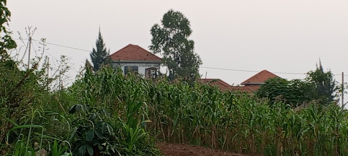 ismael kalungi tweet media