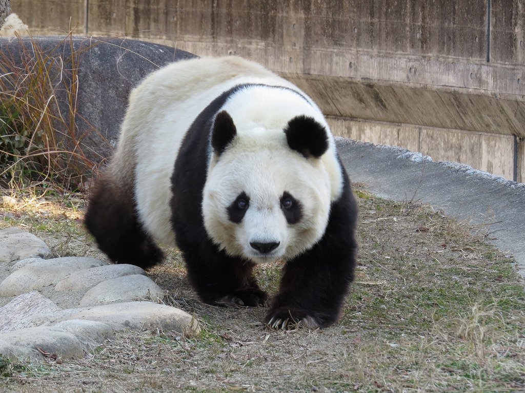 2017年1月23日のジャイアソトパソダ
