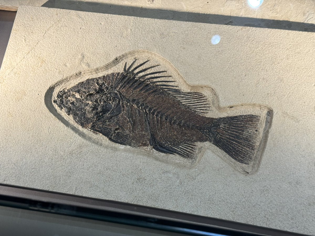 金曜日だから化石貼る #FossilFriday 群馬県立自然史博物館