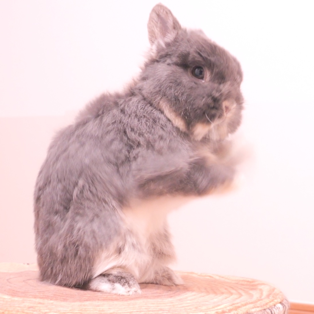 Mugi_Mimi_'s tweet image. シャドーボクシング始めました🐰