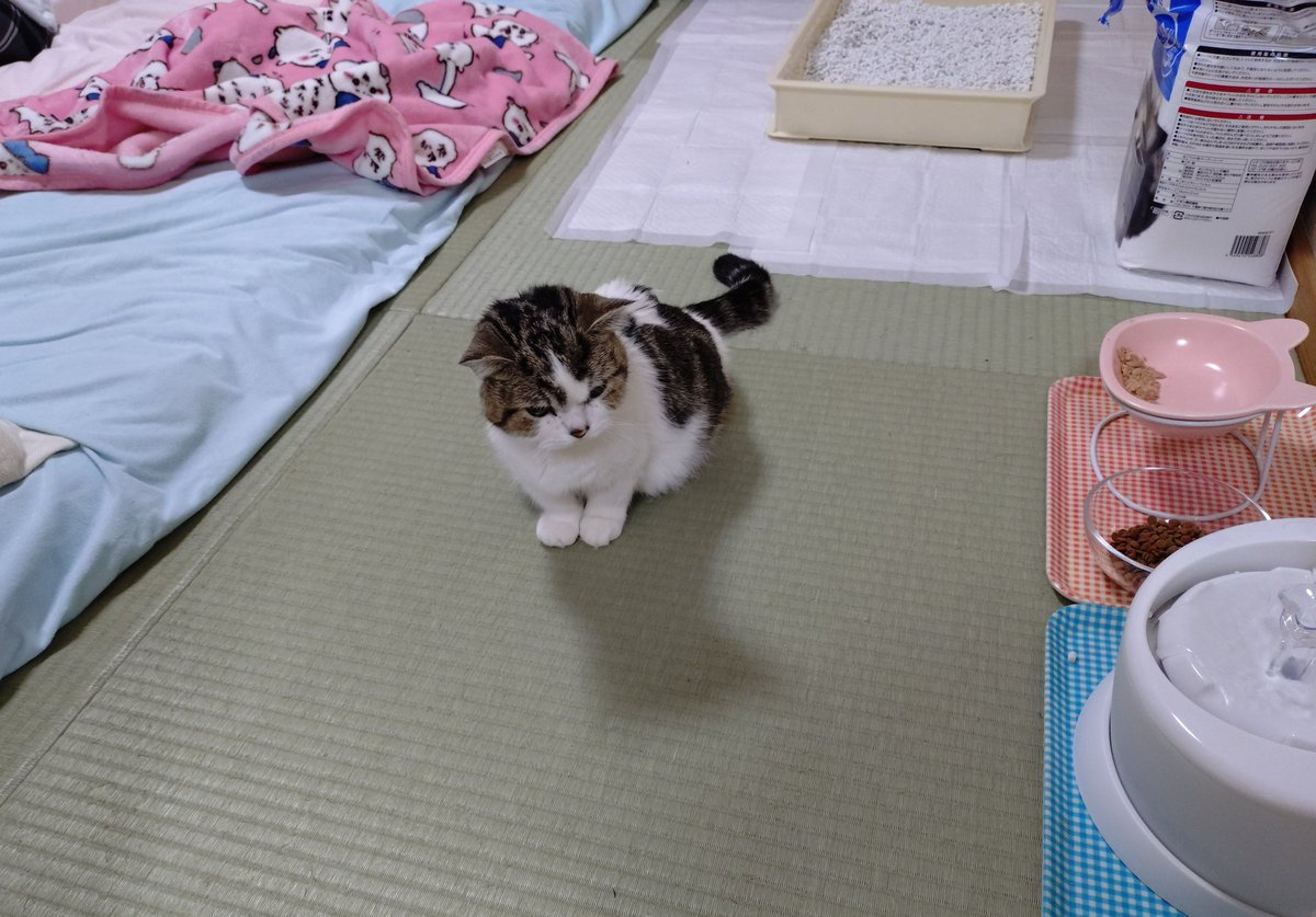 家事で少し側を離れたら鳴き声がするので慌てて見に行くと後追いして布団から出てきてくれました。大きな声で鳴いてくれたのも、少し歩いてくれたのも、嬉しくてうれしくて。早く良くなります様に。