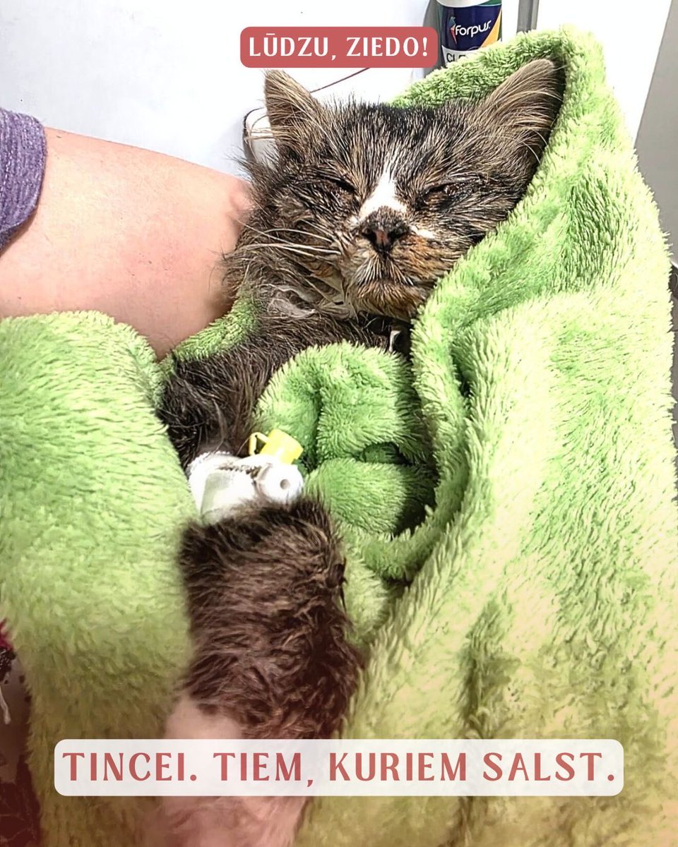 🙏 Tincei. Par tiem, kuriem salst 🙏

Lai mūžīgi sāp tiem, kuriem manta augstākā vērtē par dzīvību!

Tinci agrā rītā no ceļa kādā Rīgas mikrorajonā nocēla nevienaldzīga garāmgājēja. Tince vairs neņaudēja, viņa tupēja uz ceļa sakņupusi un sarāvusies mazā kamoliņā, vairs